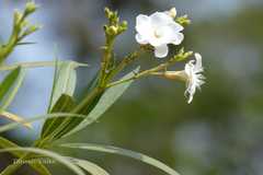 Nerium oleander